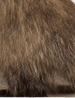 photo texture of fur 0004